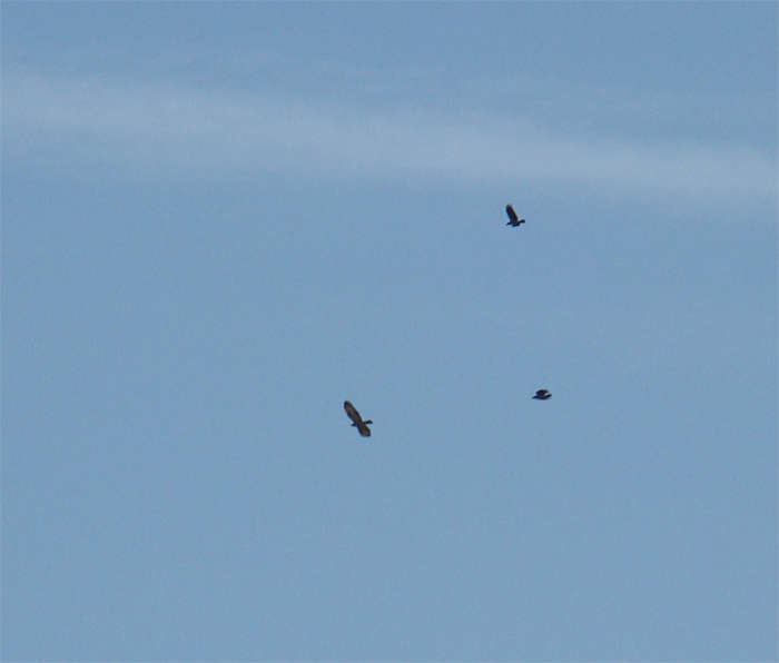 Rapace da identificare